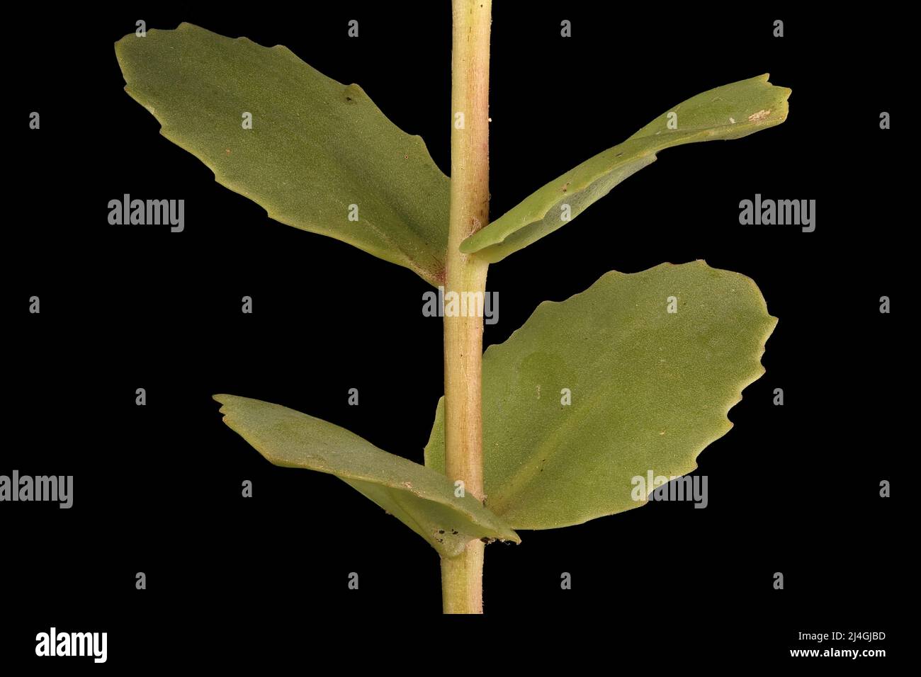 Grand Stonecrop (Hylotelephium maximum). Stem and Leaves Closeup Stock Photo