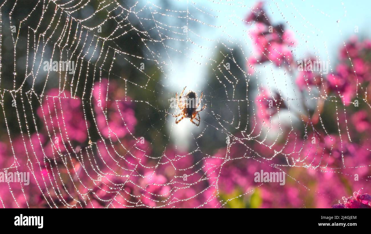 Spider in macro photography.Creative. A spider sitting on a solar web ...