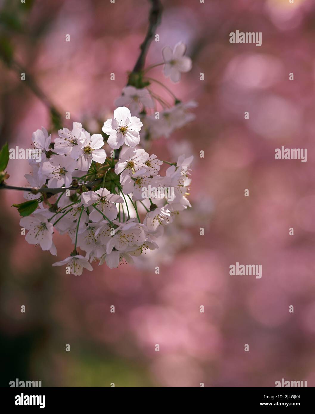 Beautiful close-up of a cherry blossom Stock Photo - Alamy