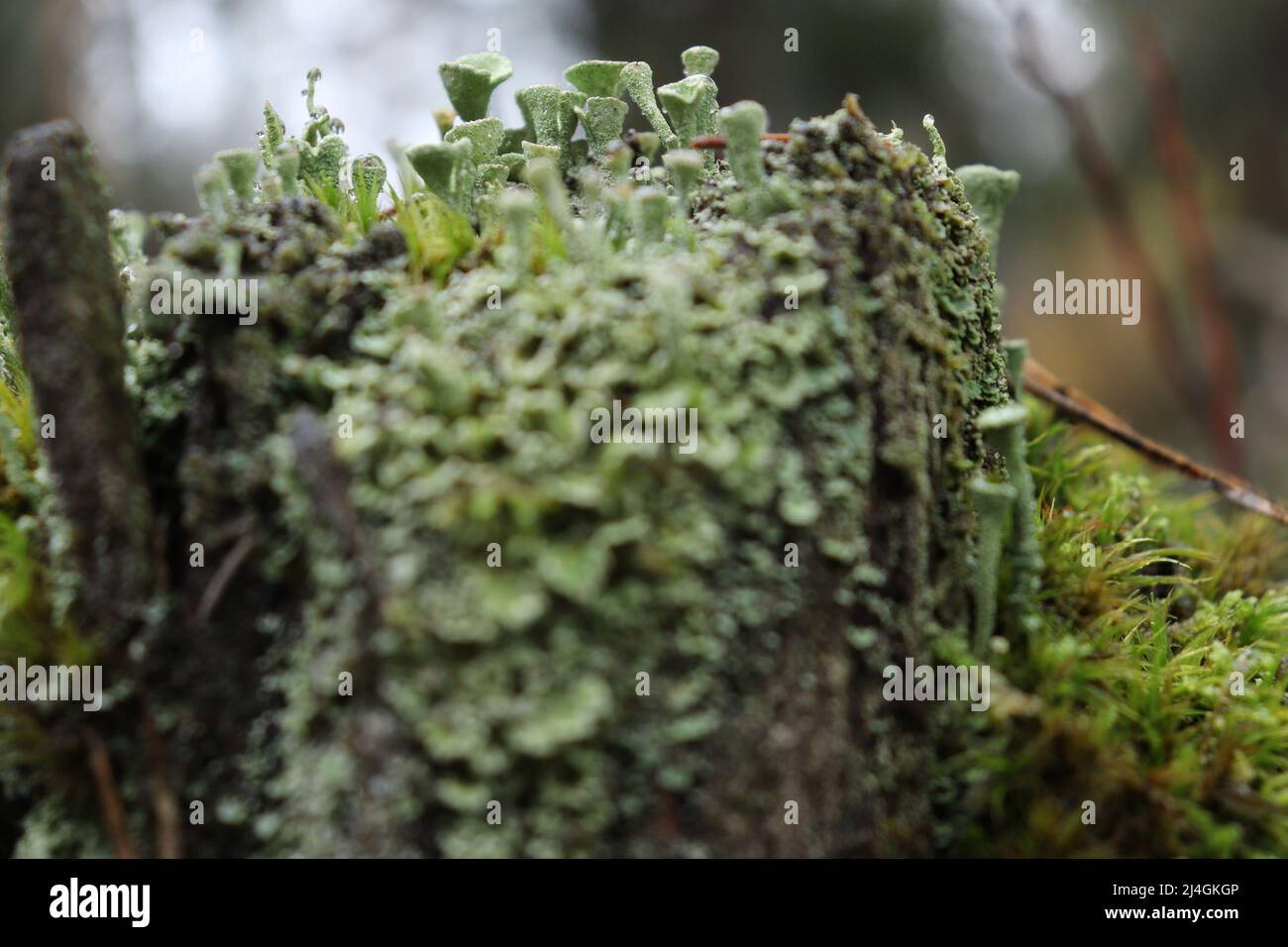 Very small green grey lichen, Cladonia or Pixie Cup Lichens, growing on a stump on the floor of the Palatinate forest in Germany. Stock Photo
