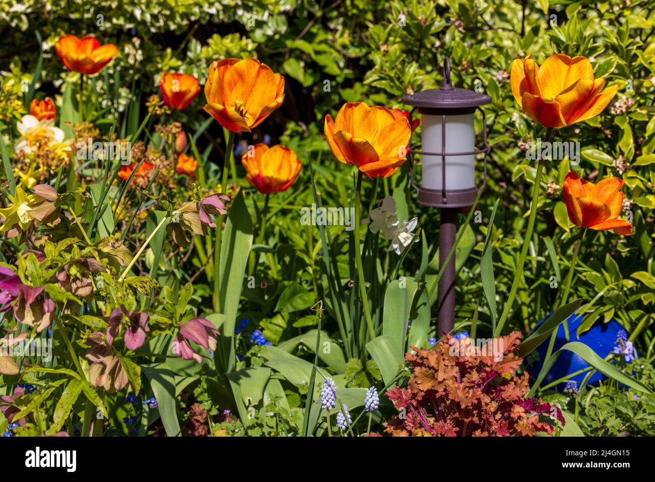 Tulip Sunlover “The Chameleon Tulip” Stock Photo - Alamy