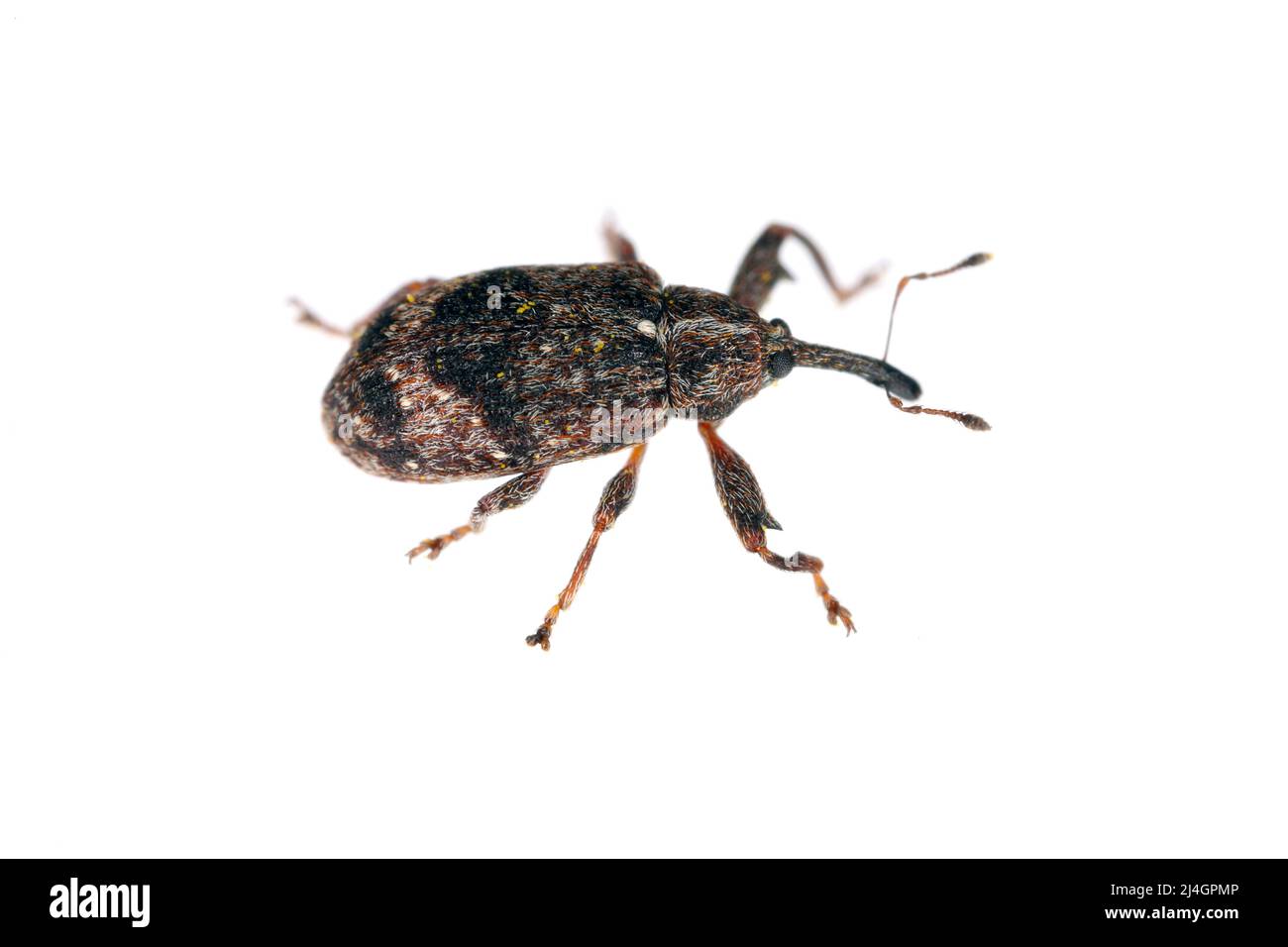 Apple blossom weevil (Anthonomus pomorum). One of the most important pests of apple trees in orchards and gardens. Stock Photo