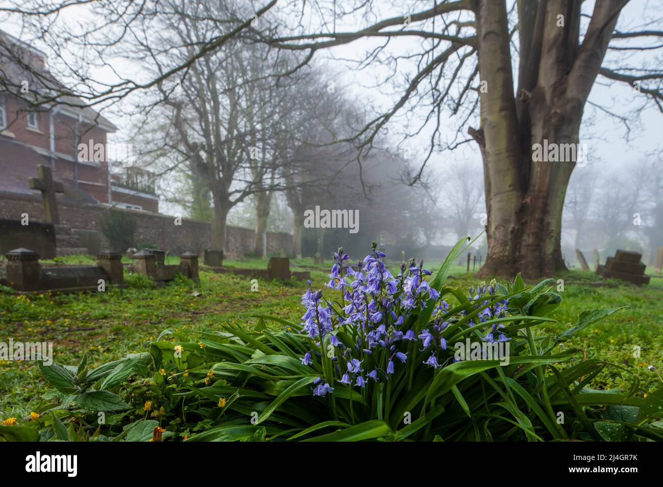 Misty spring morning on the churchyard in Southwick, West Sussex, England. Stock Photo