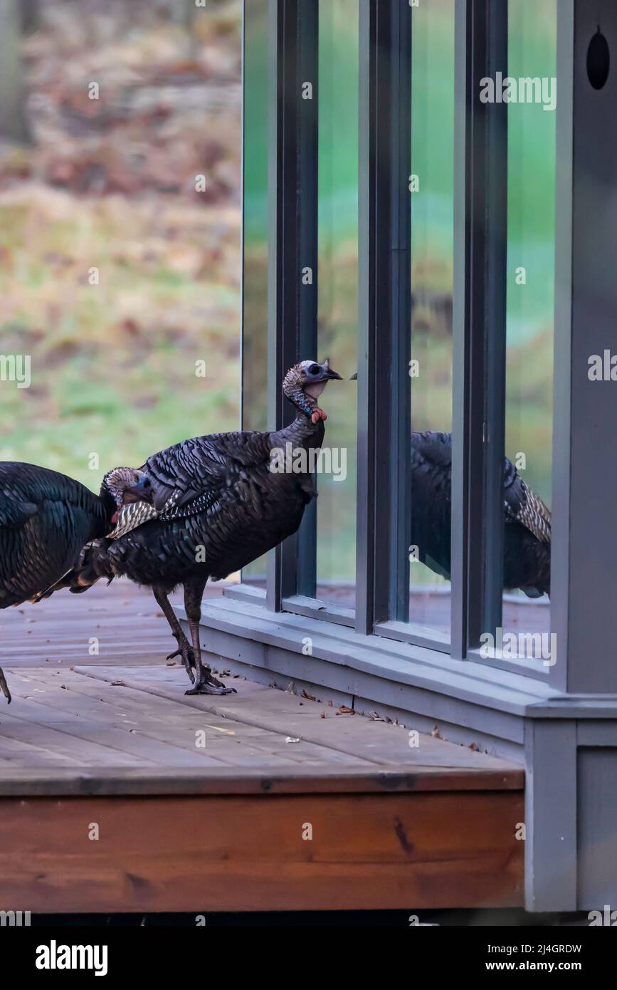 Wild Turkey, Meleagris gallopavo, viewing reflections in  house windows in Central Michigan, USA [No property release; editorial licensing only] Stock Photo