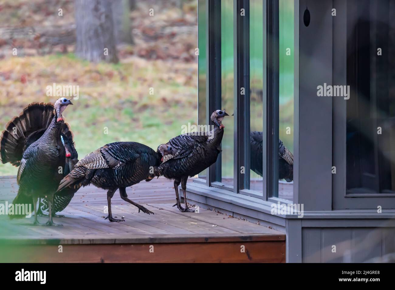 Wild Turkey, Meleagris gallopavo, viewing reflections in  house windows in Central Michigan, USA [No property release; editorial licensing only] Stock Photo