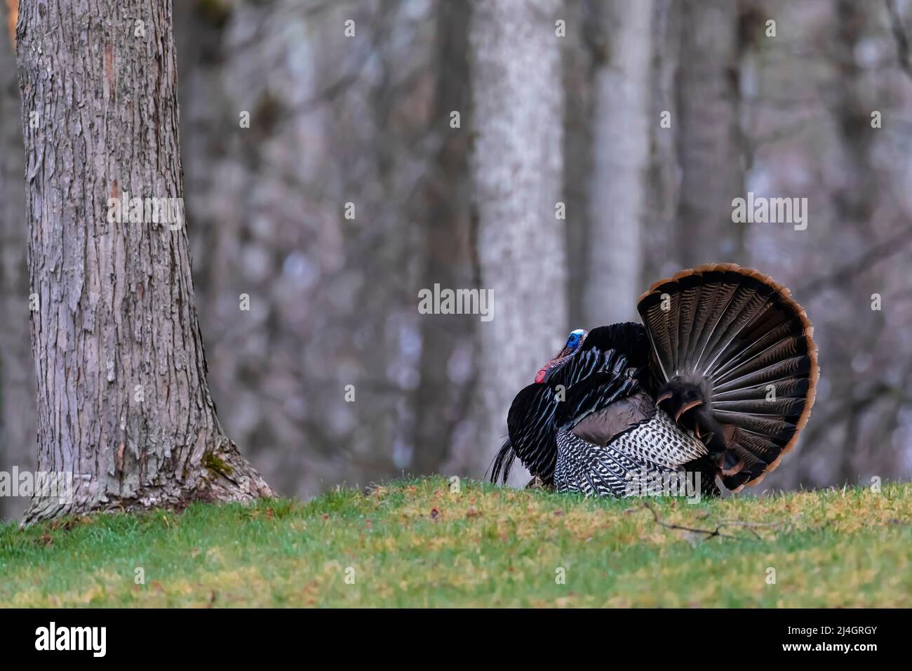 Wild Turkey, Meleagris gallopavo, tom strutting in a display of virility in Central Michigan, USA Stock Photo