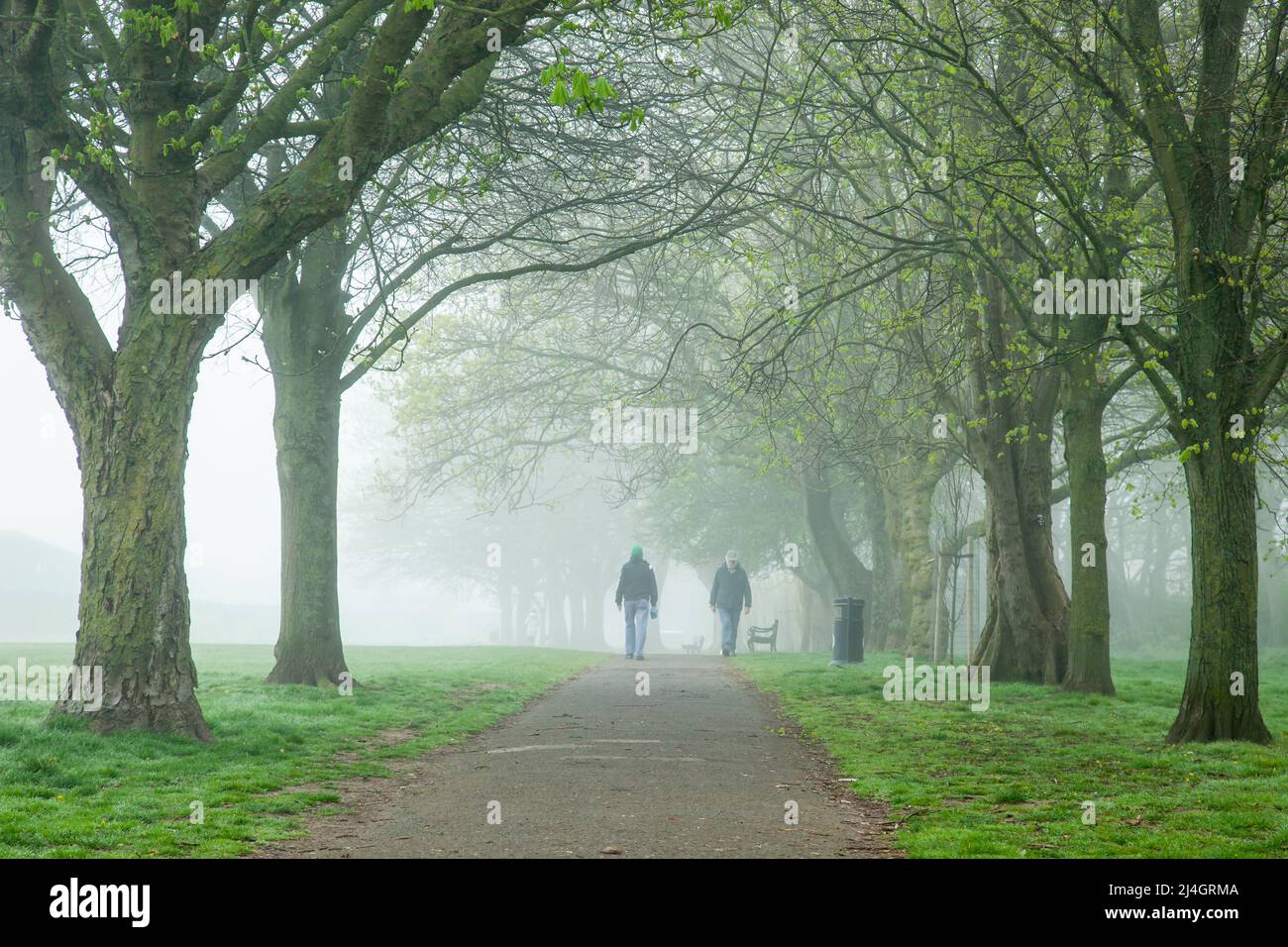 Misty spring morning in Southwick Park, West Sussex, England. Stock Photo