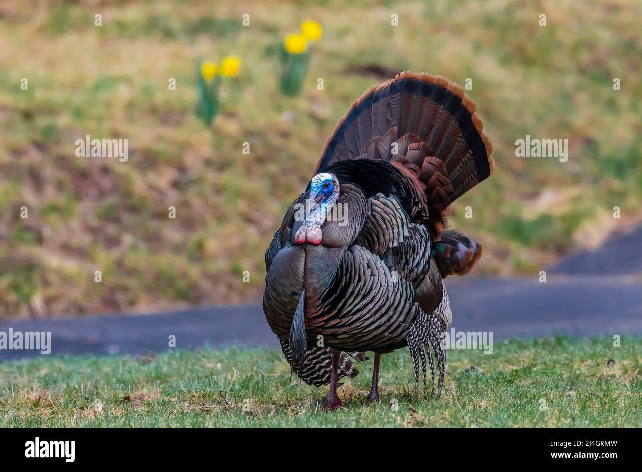 Wild Turkey, Meleagris gallopavo, tom strutting in a display of virility in Central Michigan, USA Stock Photo