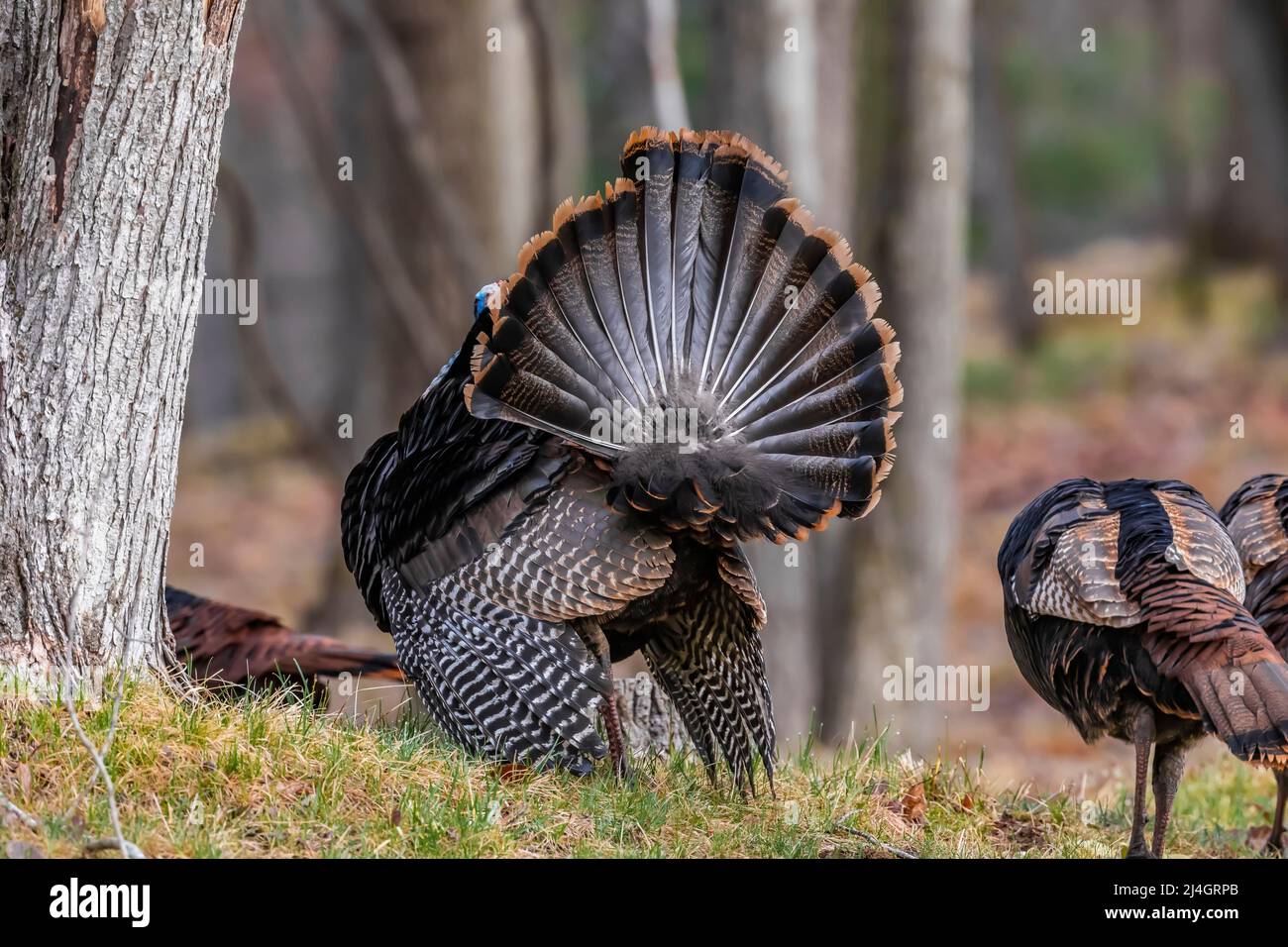 Wild Turkey, Meleagris gallopavo, tom strutting in a display of virility in Central Michigan, USA Stock Photo