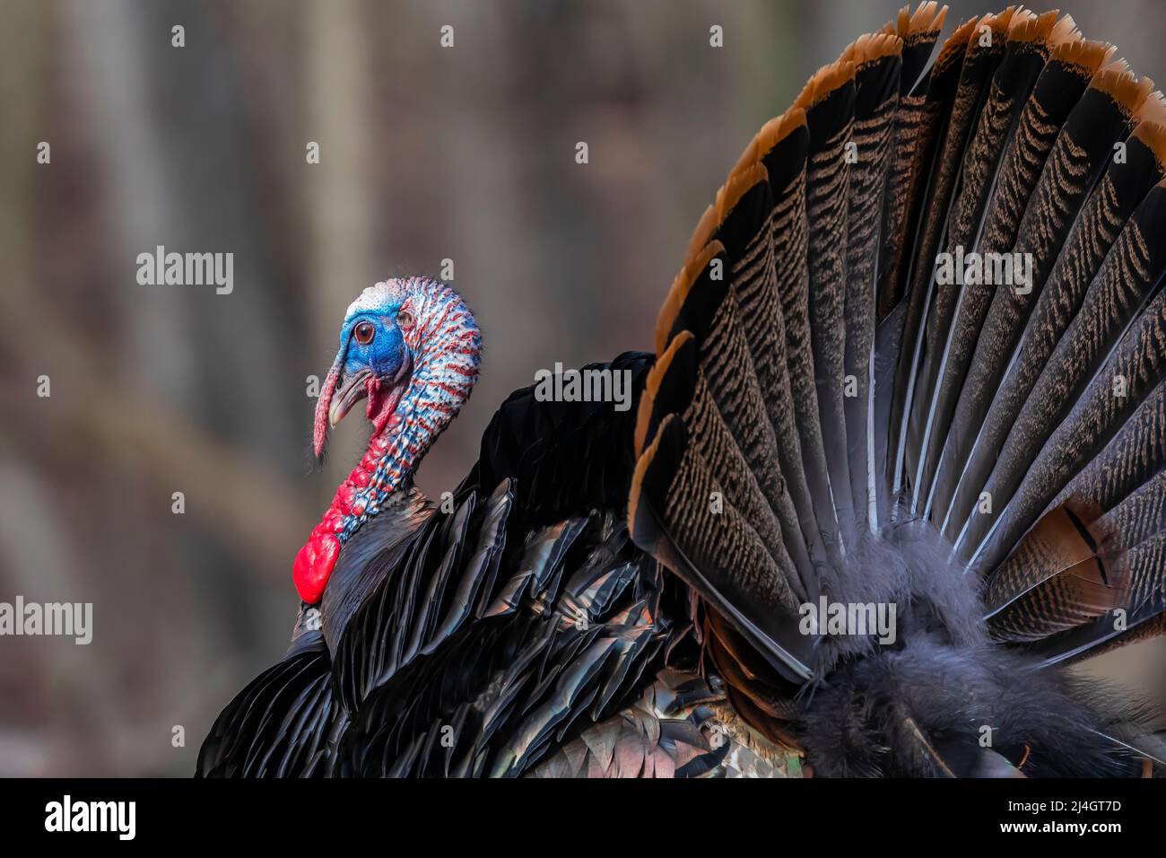 Wild Turkey, Meleagris gallopavo, tom strutting in a display of virility in Central Michigan, USA Stock Photo