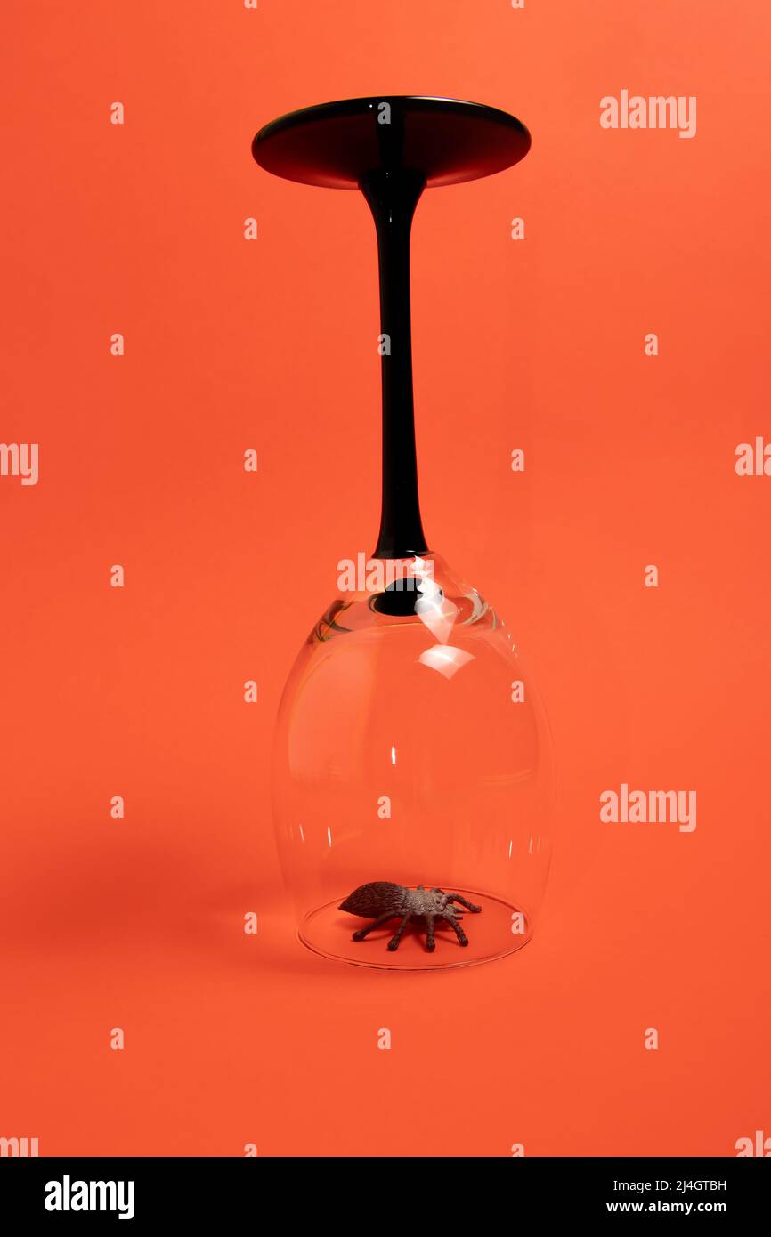 Big spider under an upside-down wine glass Stock Photo