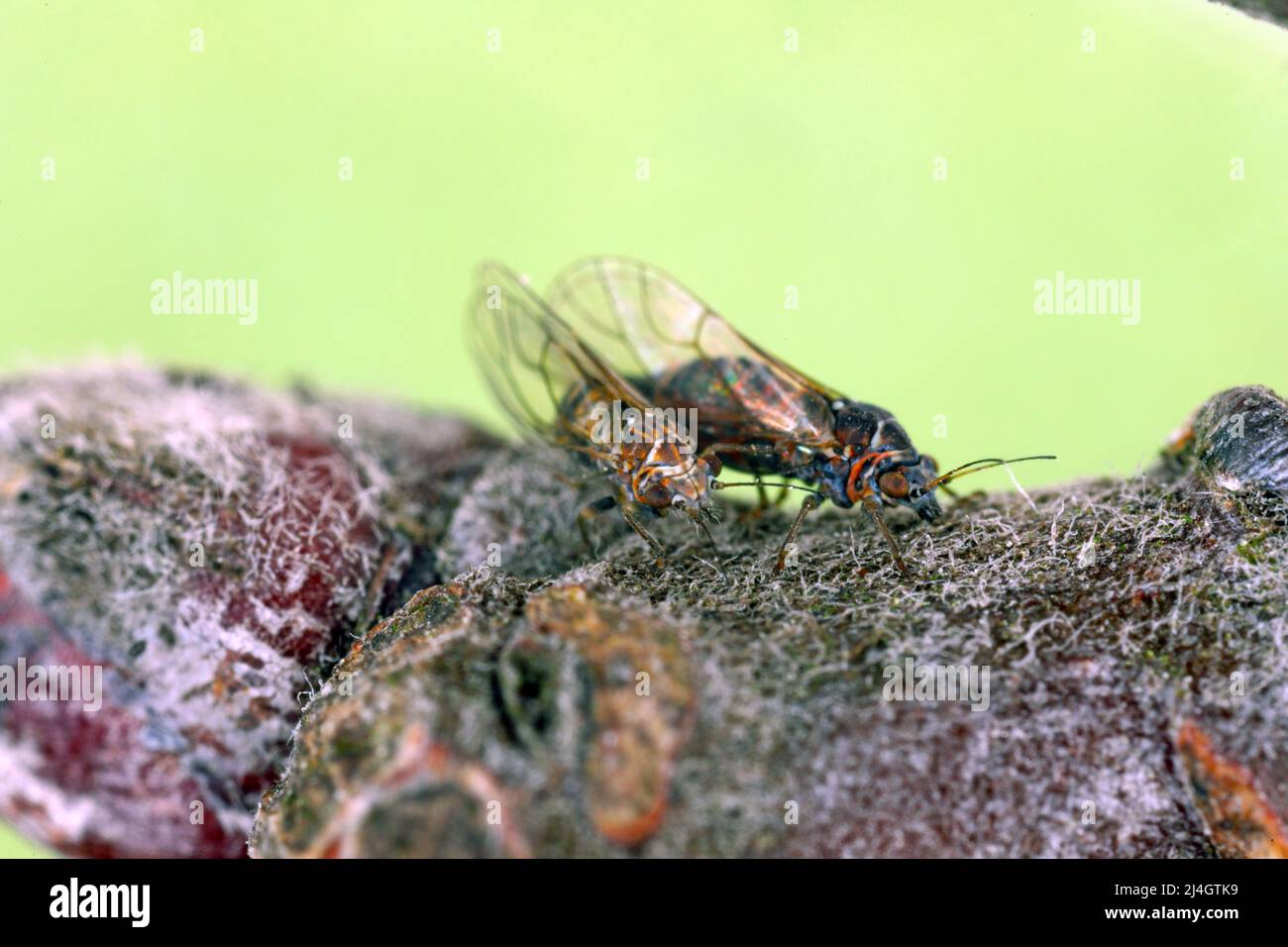 Cacopsylla melanoneura is an insect of the Psyllidae family. The pest of apple trees and is considered the main vector of the phytoplasma disease. Stock Photo