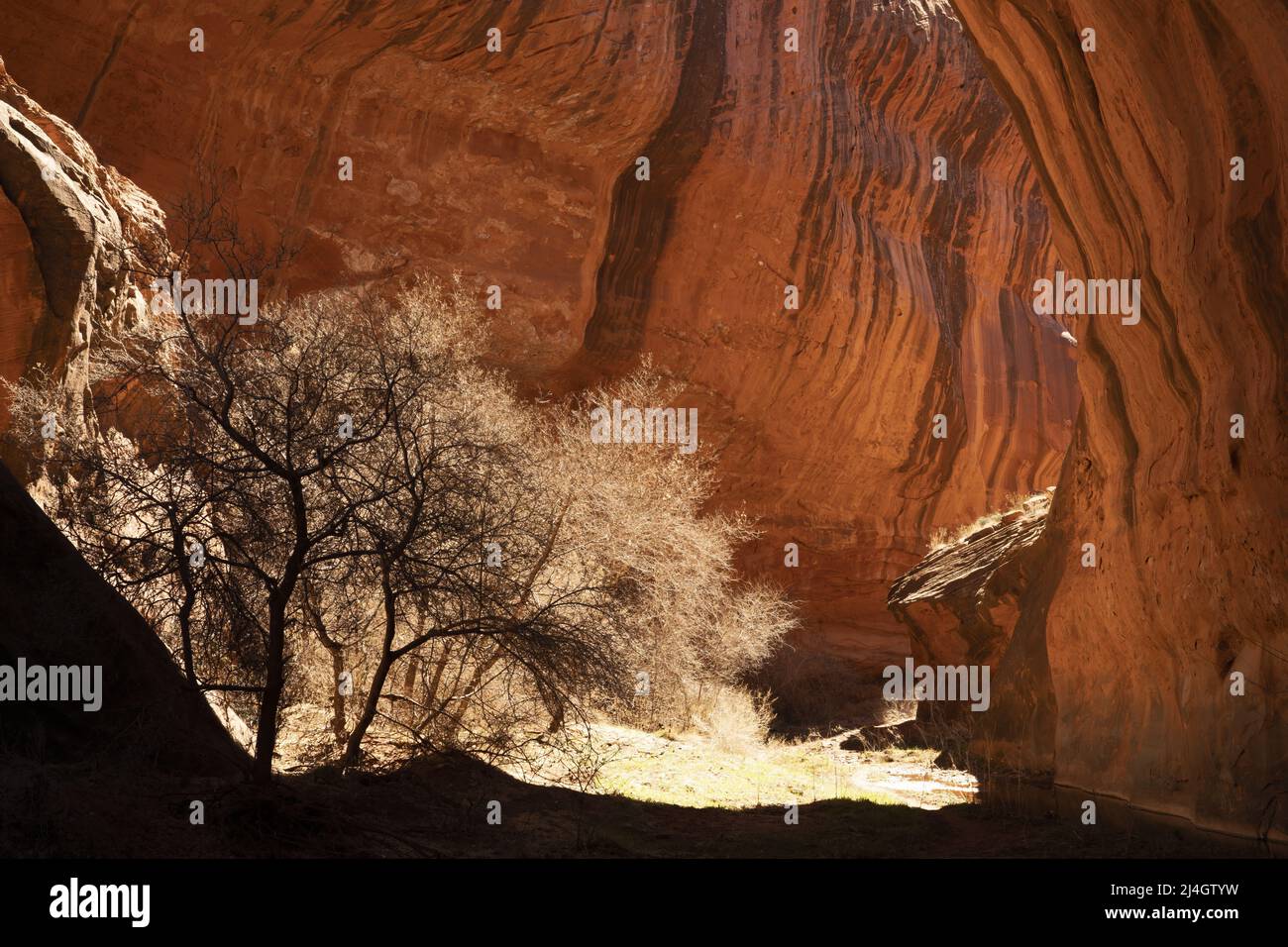Trees silhouetted against sandstone cliffs, Neon Canyon, Glen Canyon National Recreation Area, Garfield County, Utah, USA Stock Photo