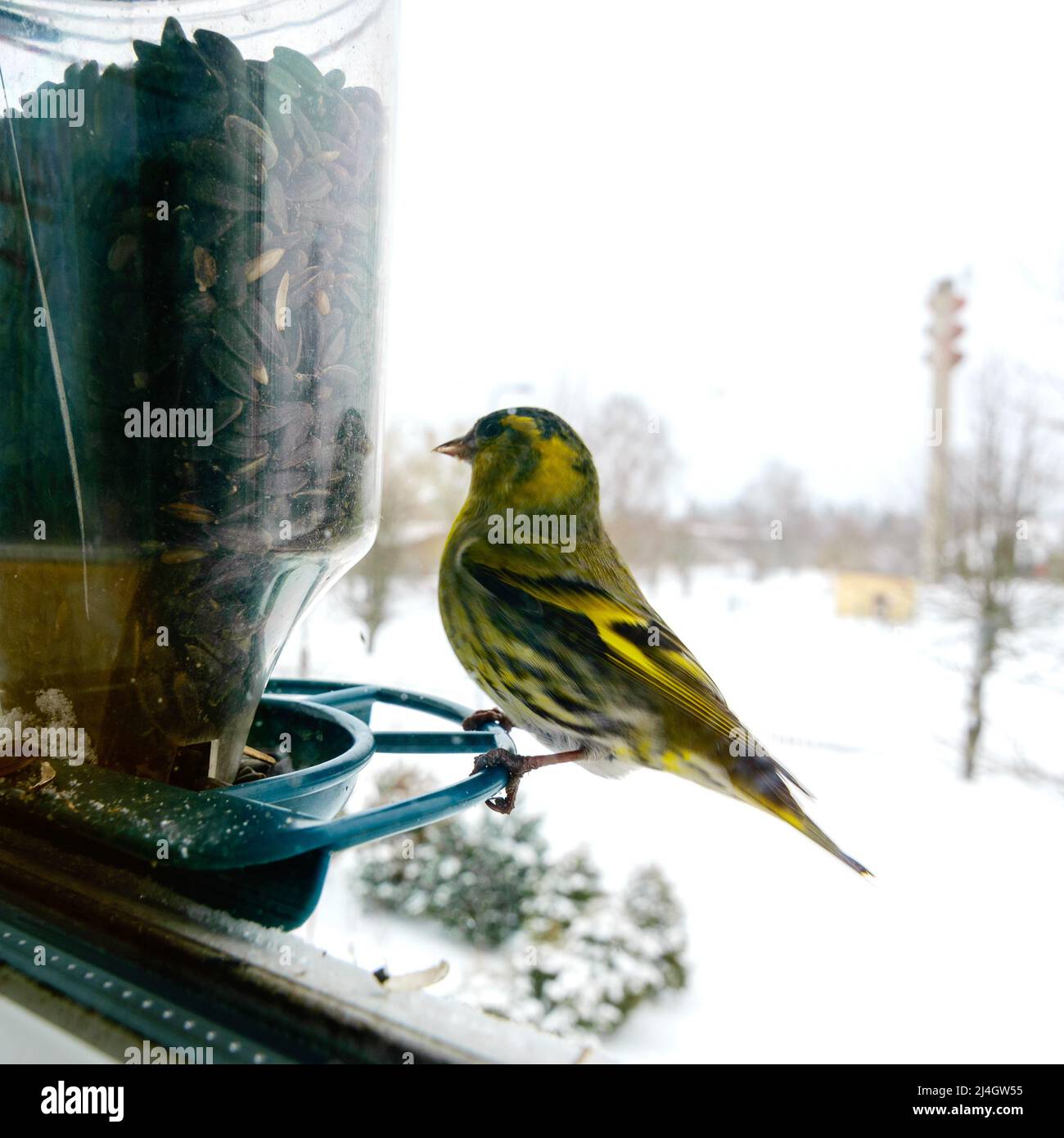 Bird eats sunflower seeds, feeds by the window, helps birds find food