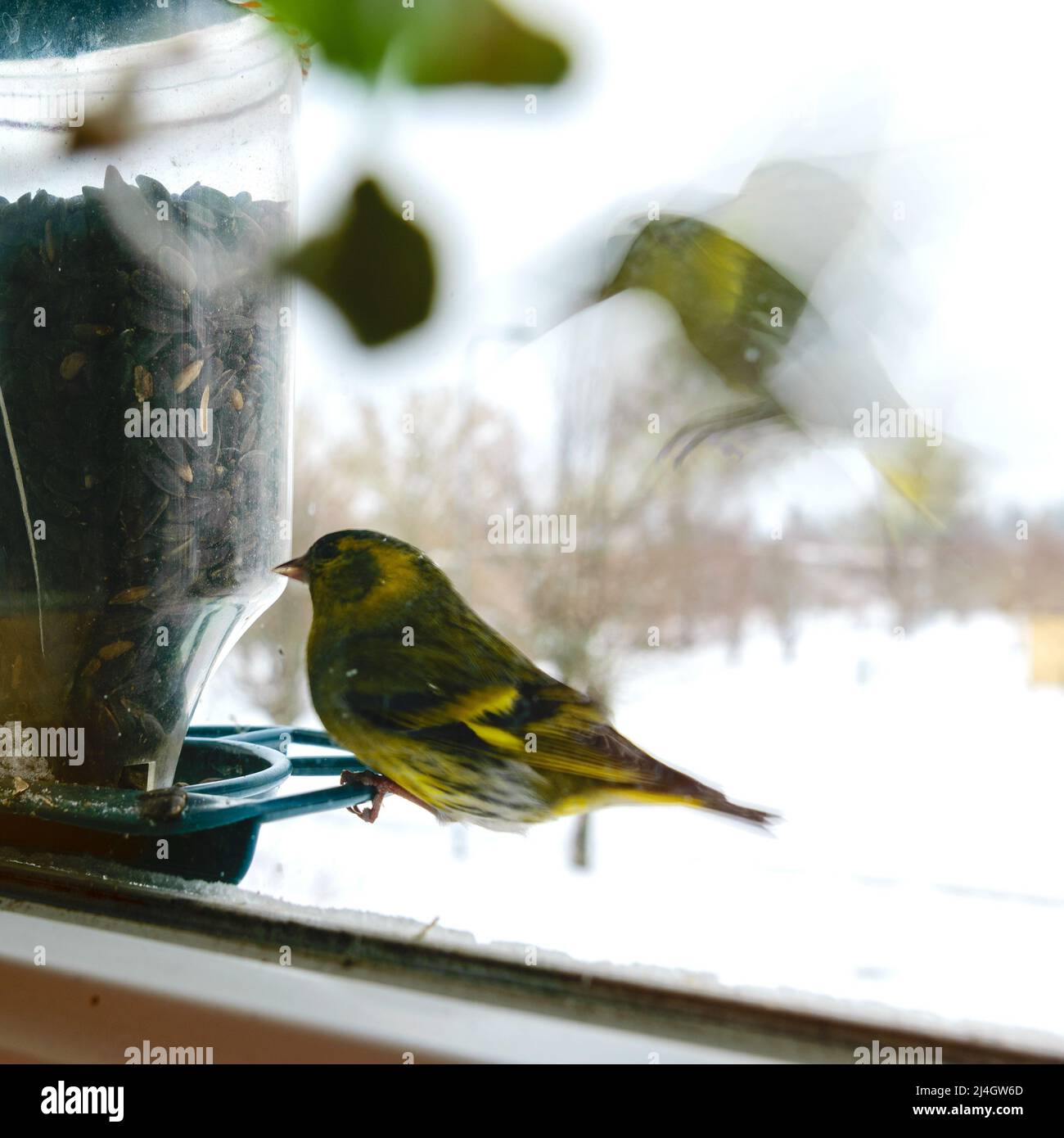 Bird eats sunflower seeds, feeds by the window, helps birds find food