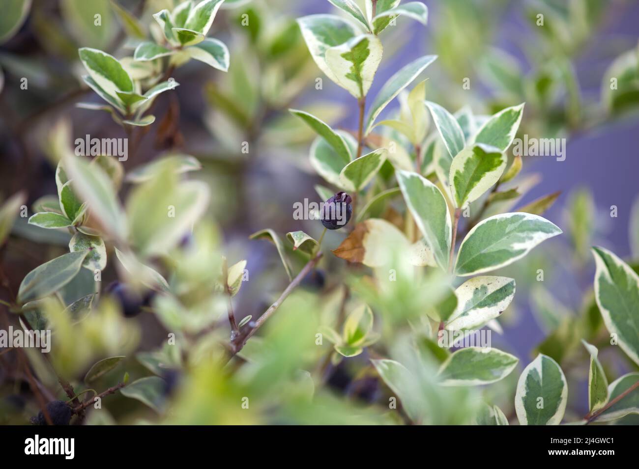 A Myrtus communis (Myrtle) plant with berries in nature. Close-up Stock Photo