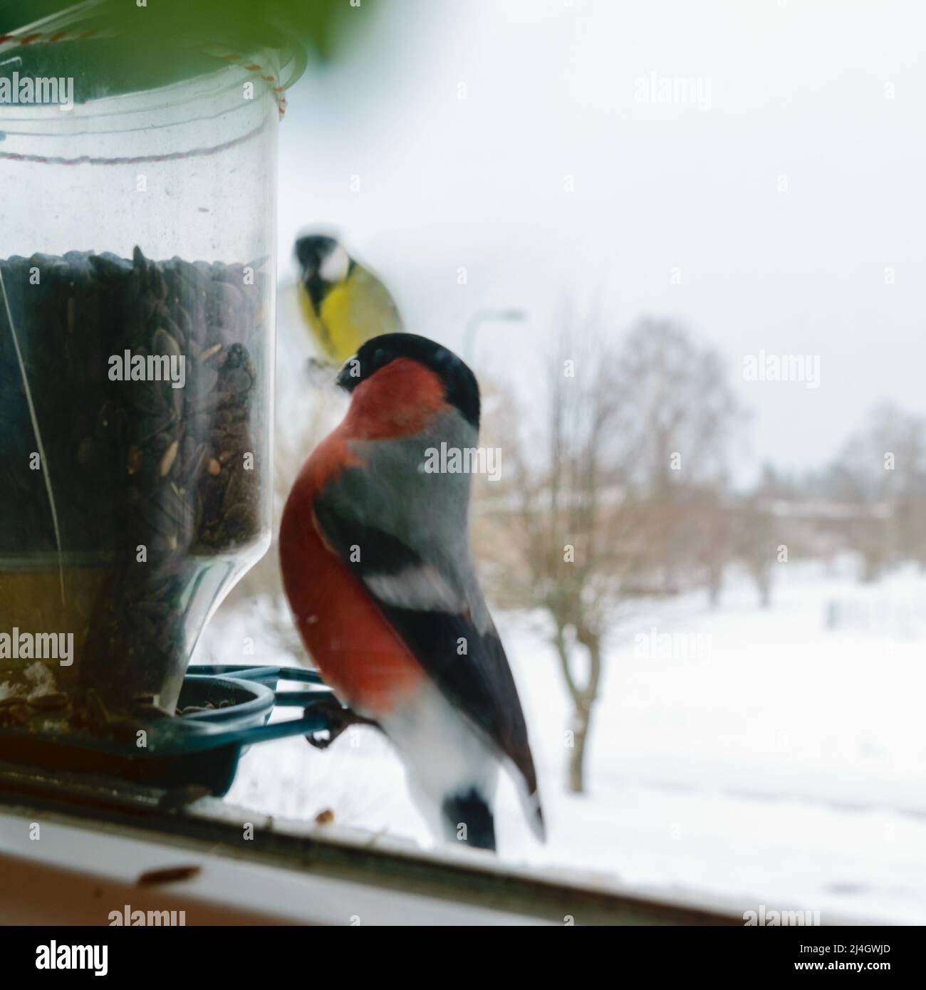 Bird eats sunflower seeds, feeds by the window, helps birds find food
