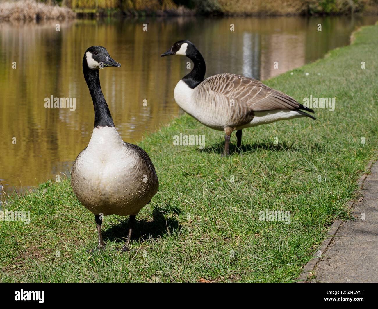 Branta canadensis, Canada geese on the Bude Canal, Cornwall, UK Stock Photo
