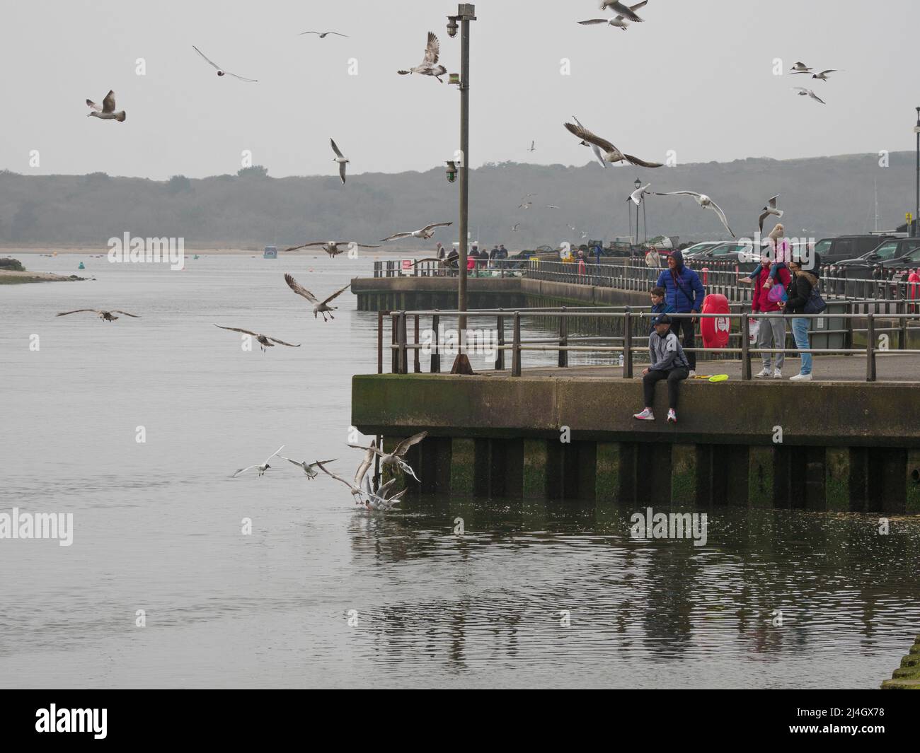 Family feeding seagulls, Mudeford Quay, Dorset, UK Stock Photo