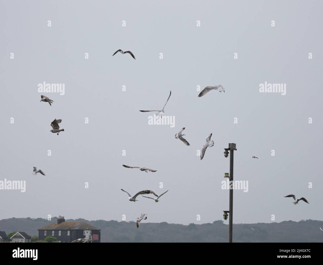 Seagulls in flight, Mudeford Quay, Dorset, UK Stock Photo