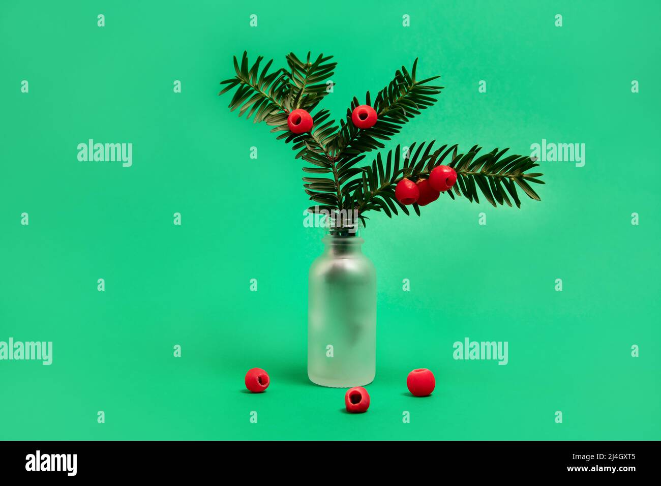Common yew in a bottle on green background Stock Photo