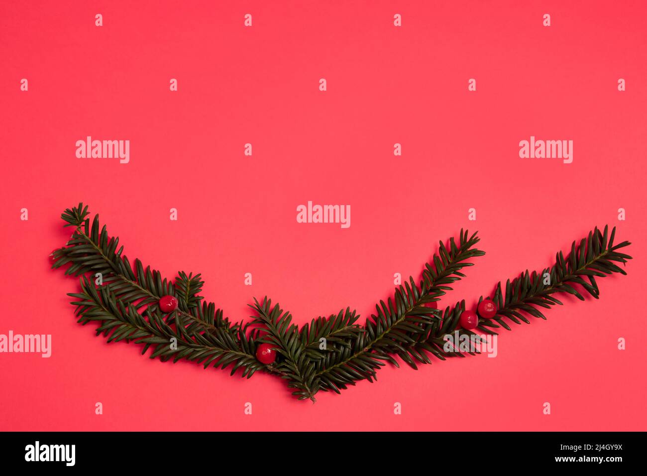 Evergreen branches layout on a bright red background Stock Photo - Alamy