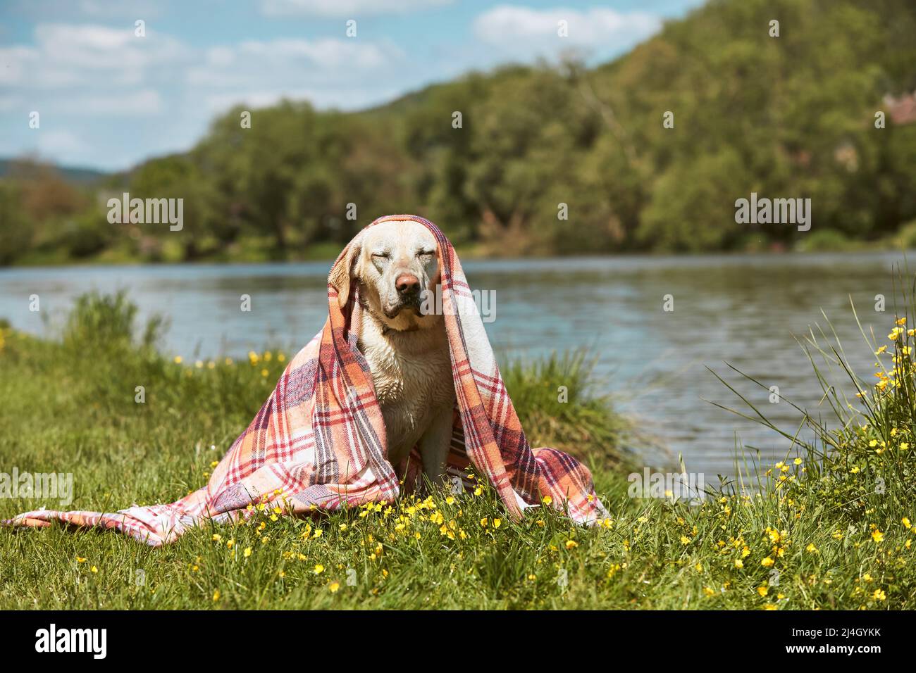 Funny portrait of dog on riverside. Wet labrador retriver covered in blanket sitting on meadow in sunny spring day. Stock Photo