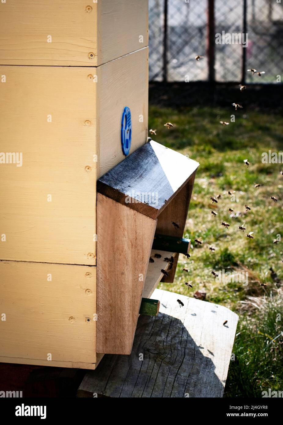 seasonal nature background the bees are returning to the hive Stock