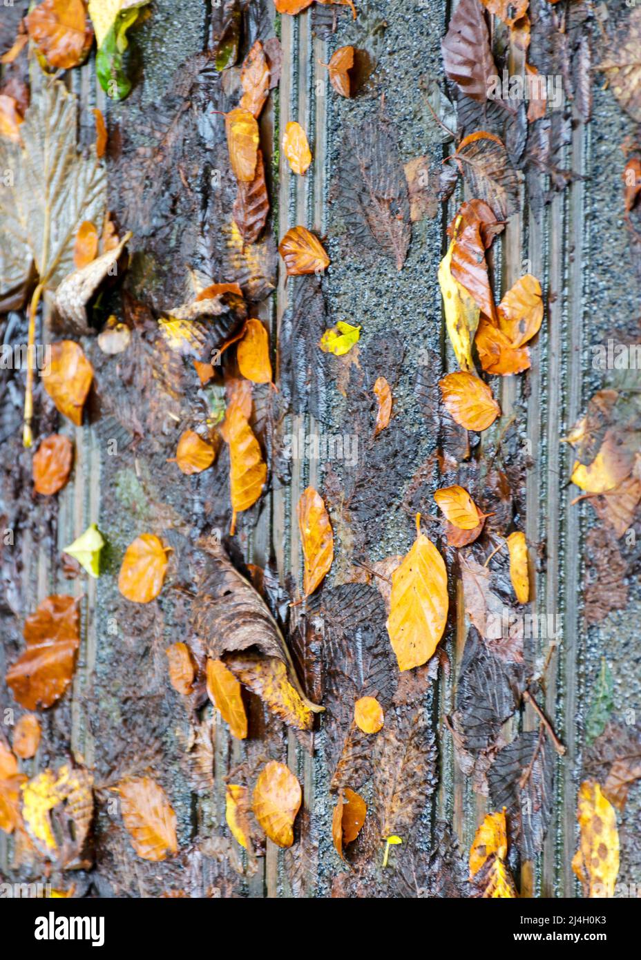 Autumn Wallpaper Anime Hd Background, 3d Background Rendering Brown Autumn  Leaves On A Park Bench In The Middle Of A Puddle Autumn Theme, Hd  Photography Photo Background Image And Wallpaper for Free