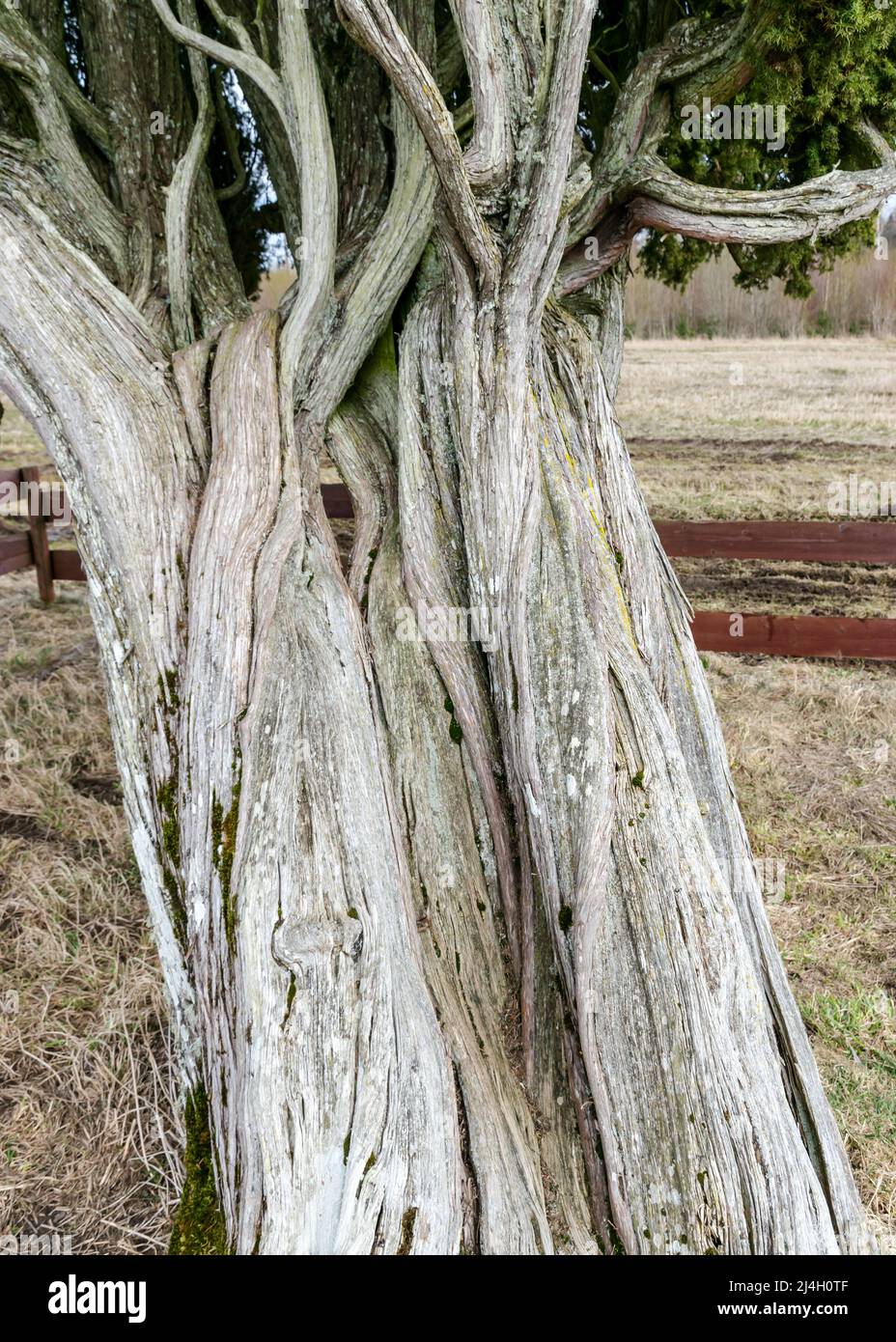 Large juniper hi-res stock photography and images - Alamy
