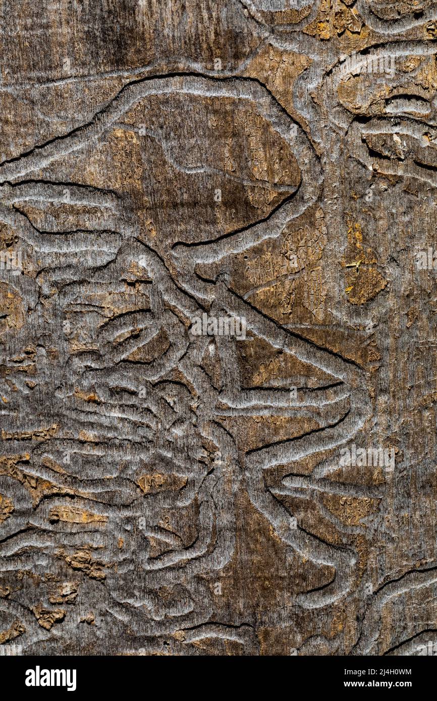 Galleries remaining on a hardwood trunk where a Flatheaded Wood Borer, Dicera spp., larva devoured the phloem, Michigan, USA Stock Photo