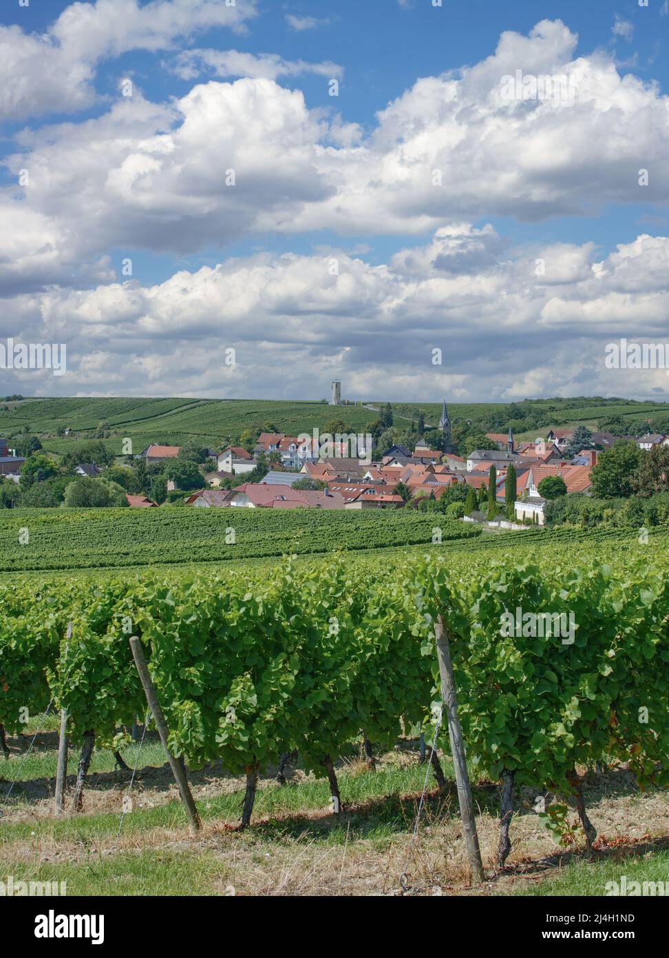 Wine Village of Vendersheim,Rhinehessen Wine region,Rhineland-Palatinate,Germany Stock Photo