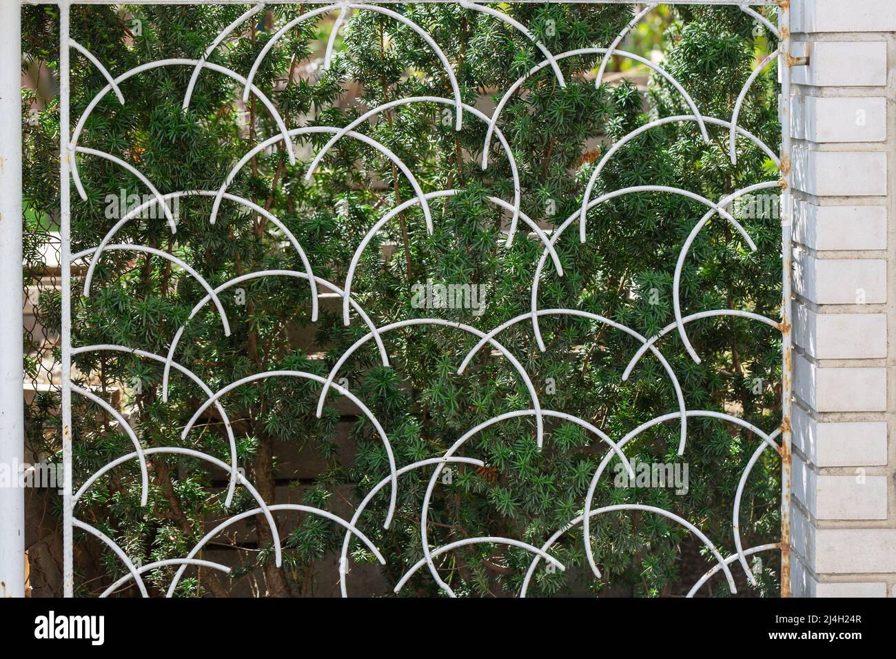 Green Taxus cuspidata, the Japanese yew or spreading yew behind the old vintage iron lattice fence with rust and chipped white paint Stock Photo