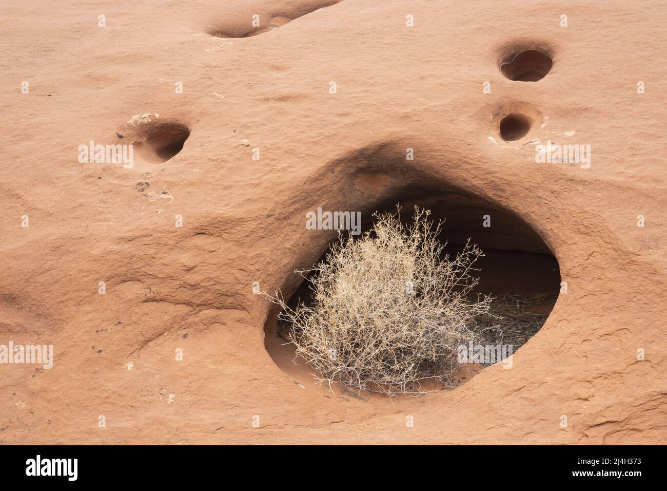 Tumbleweed growing in pocket formed in sandstone, Glen Canyon National Recreation Area, Kane County, Utah, USA Stock Photo