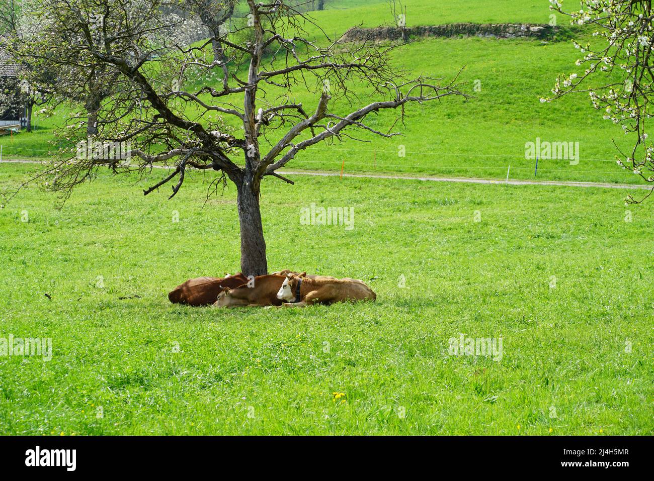 Three cows under a blossoming cherry tree Stock Photo Alamy