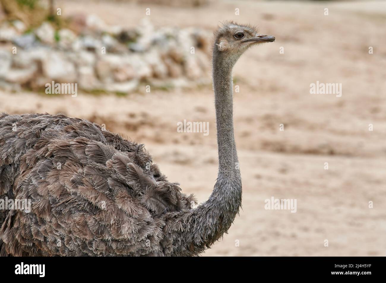 Portrait of an ostrich (Struthio camelus) in profile looking forward with its long neck and beautiful feathers Stock Photo