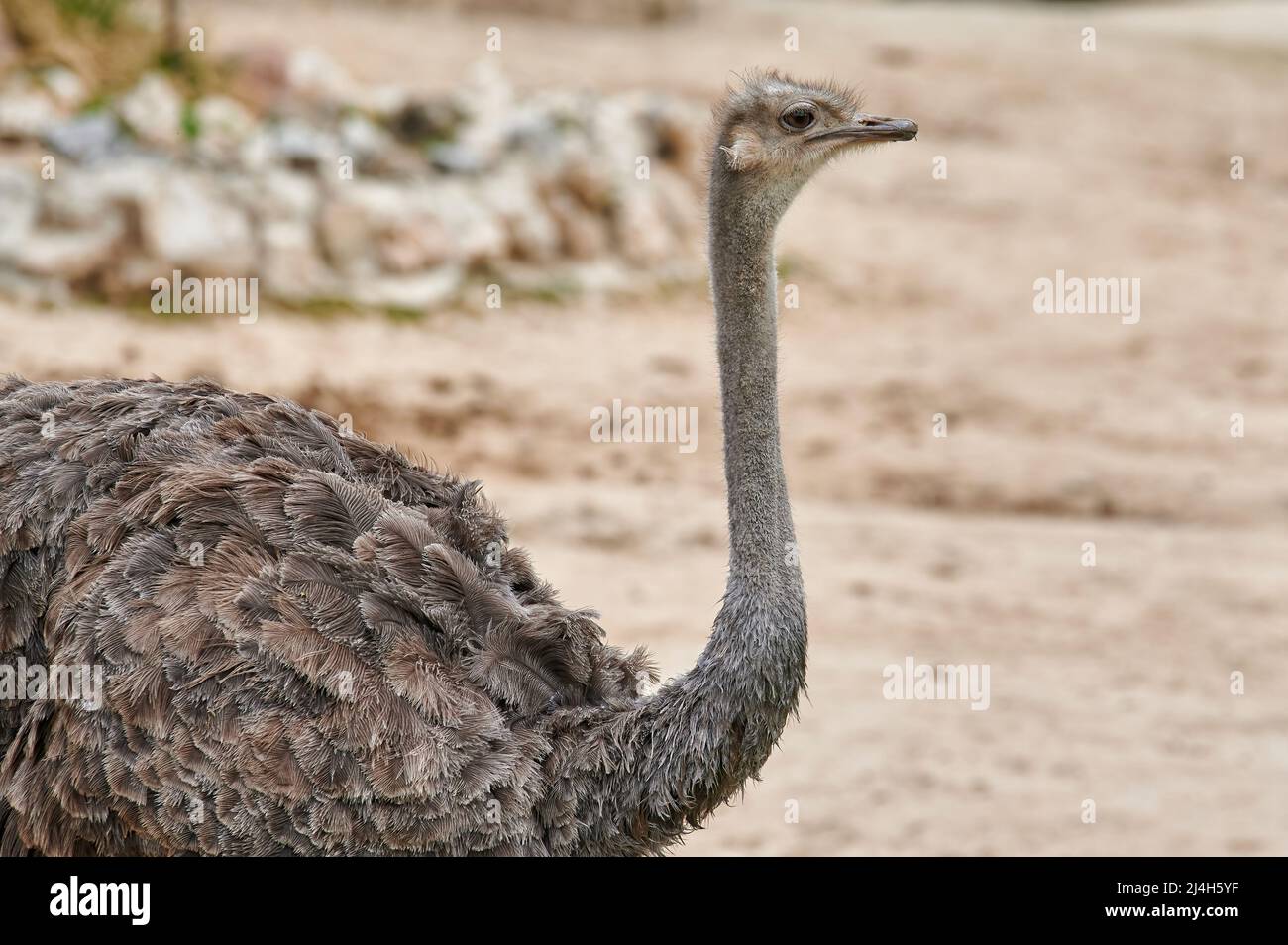 Long neck animals hi-res stock photography and images - Alamy Long neck animals hi-res stock photography and images - Alamy