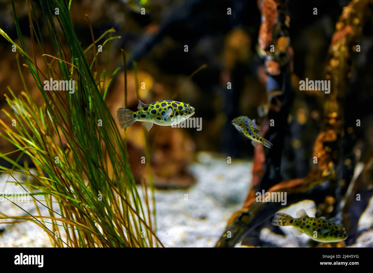Green pufferfish or speckled pufferfish (Dichotomyctere nigroviridis) in an aquarium with marine vegetation Stock Photo