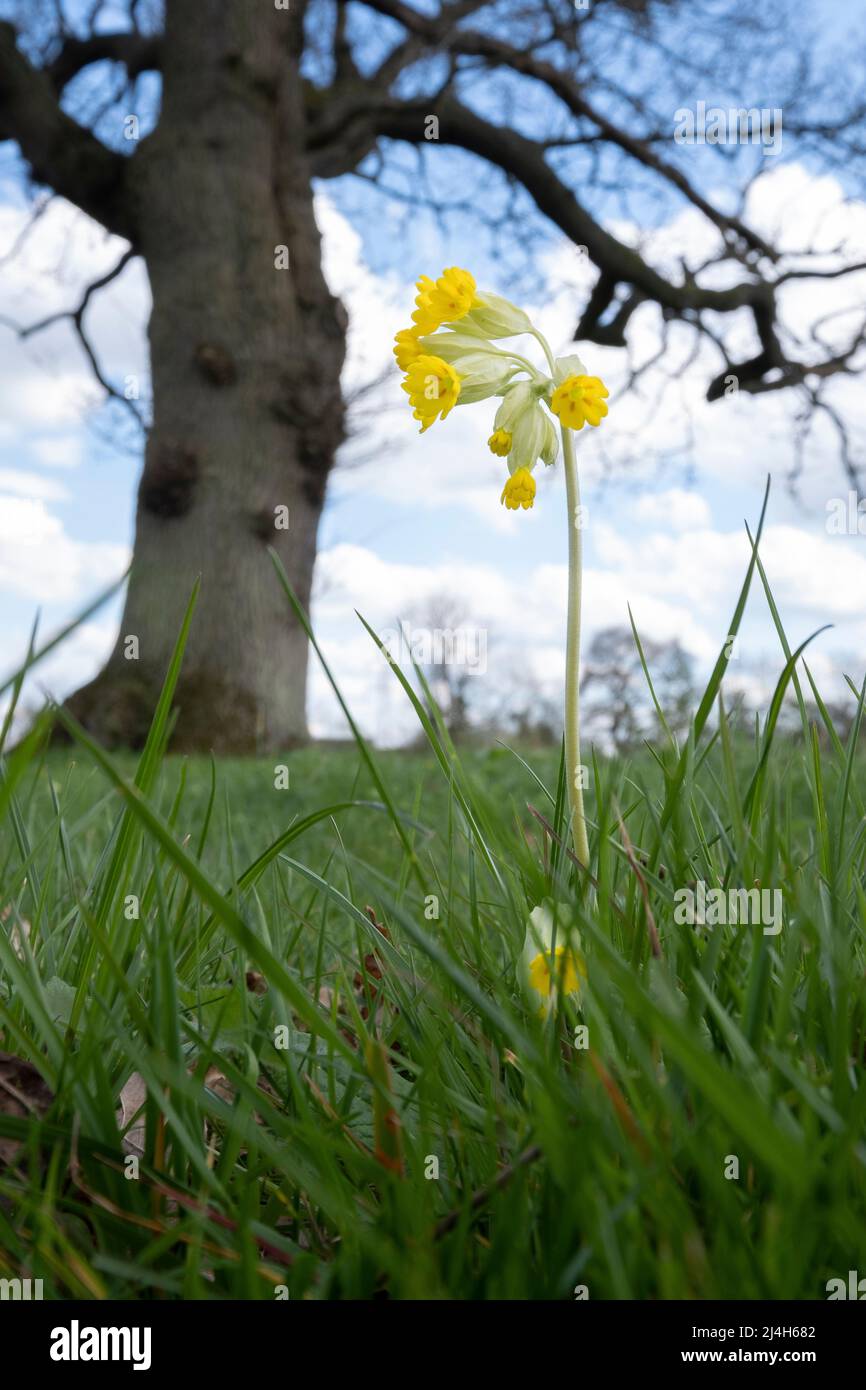 A delicate wild yellow Cowslip plant flowering in Spring in an English meadow. Stock Photo