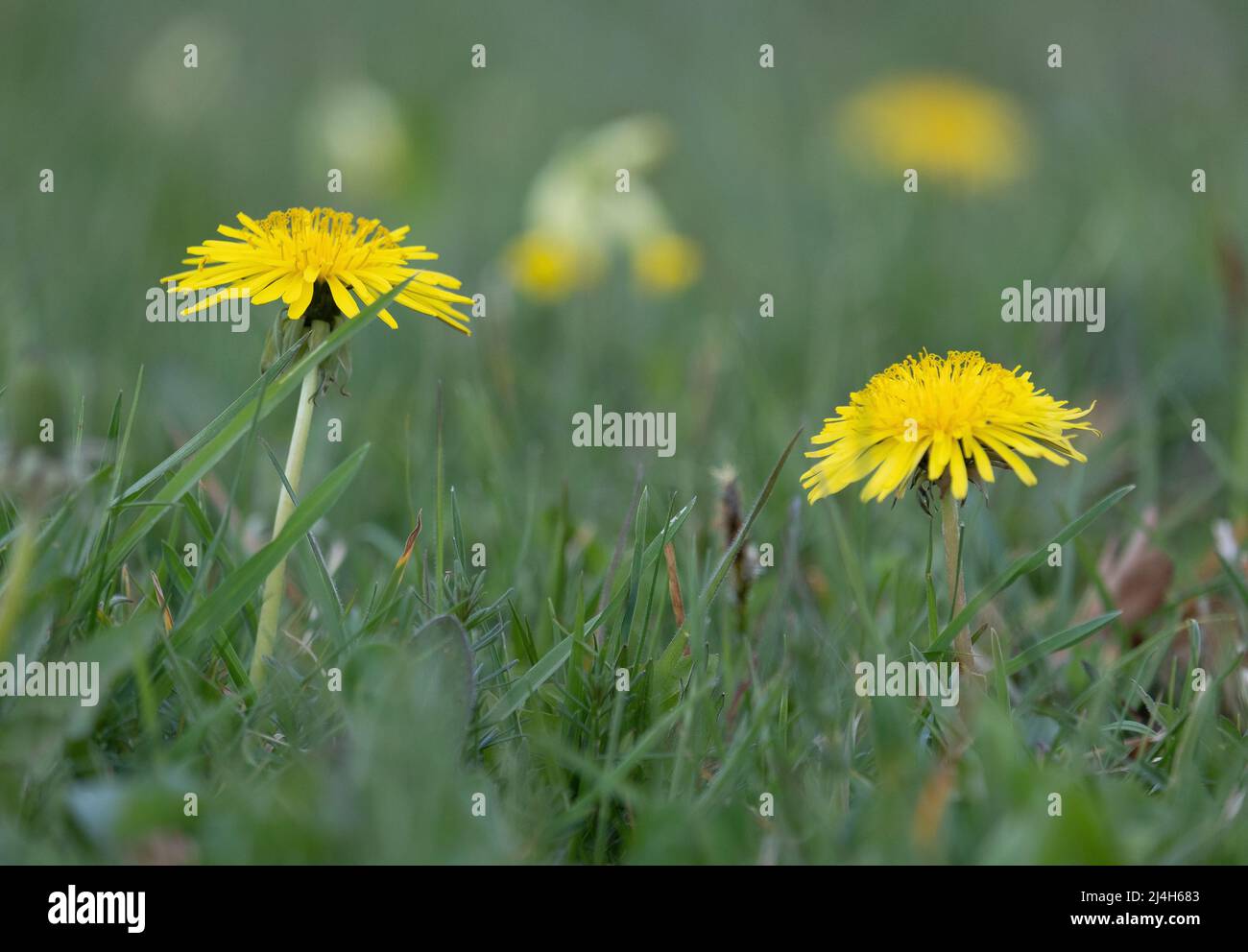 First of the common Dandelion flowers flowering in Spring in a meadow, Worcestershire, England. Stock Photo
