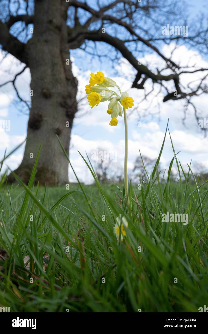 A delicate wild yellow Cowslip plant flowering in Spring in an English meadow. Stock Photo