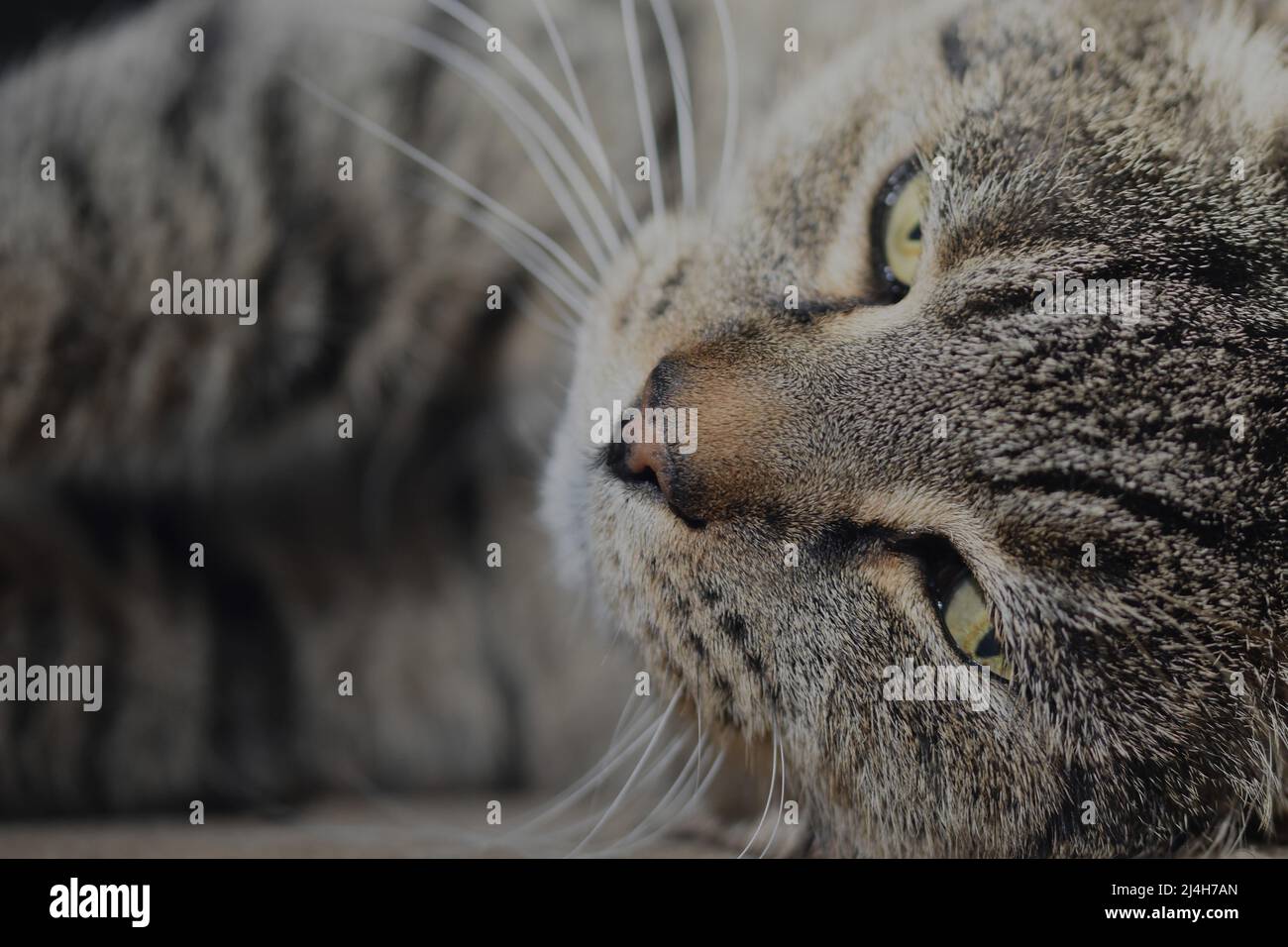 Tabby cat close up Stock Photo - Alamy