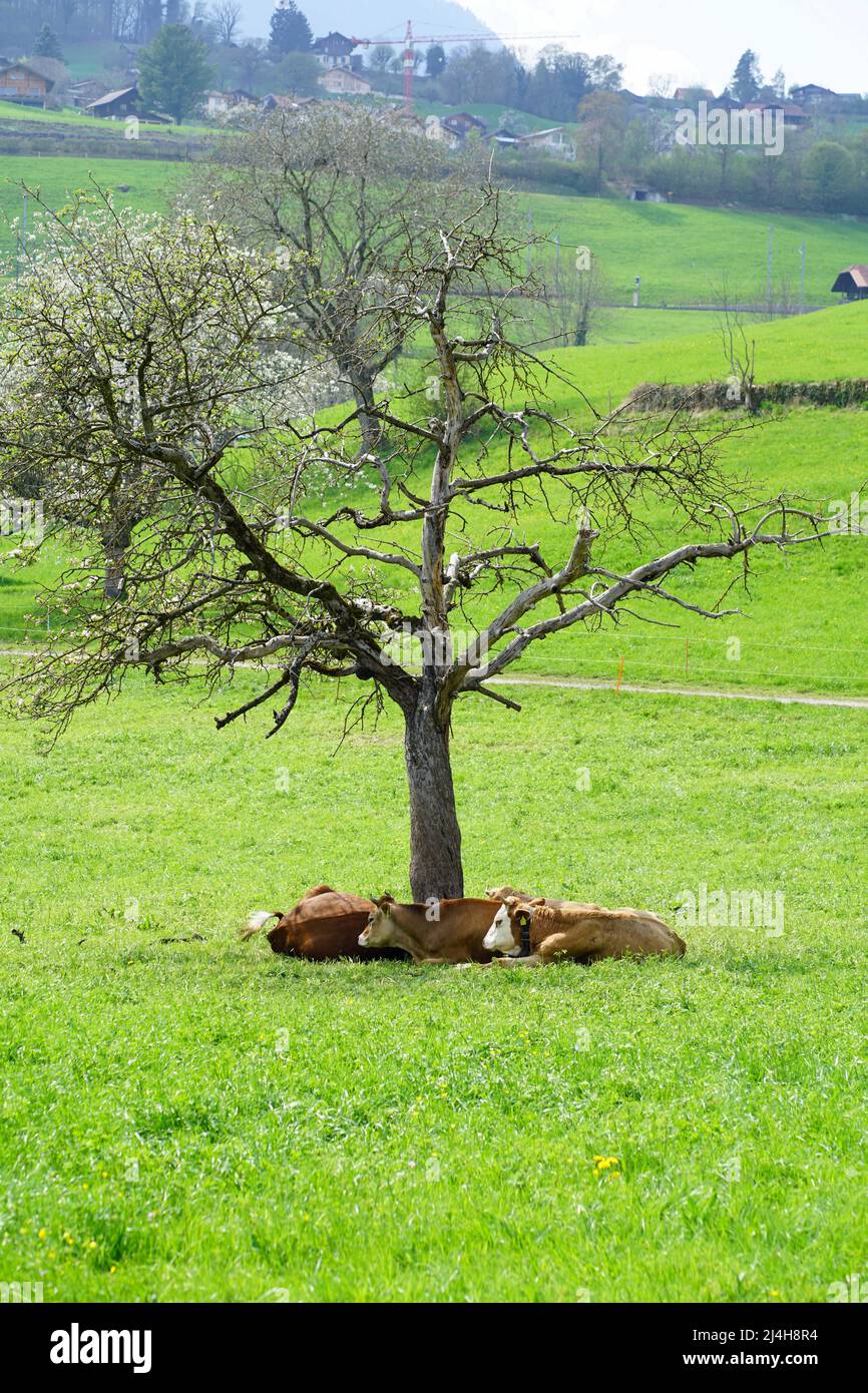 Three cows under a blossoming cherry tree Stock Photo Alamy