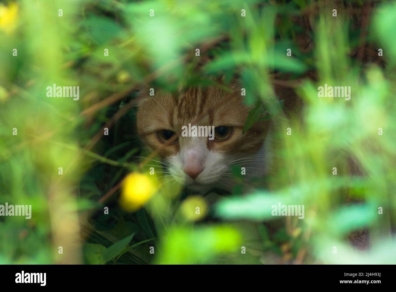 Katze im Garten Stock Photo Alamy