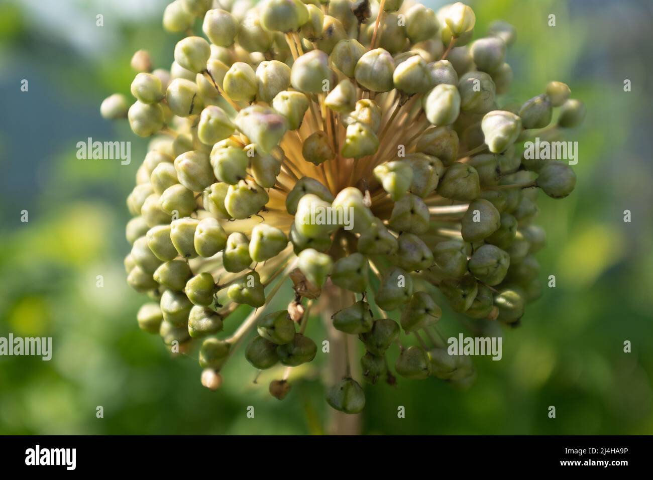 Close-up a green onion inflorescence on a blurred green grass background for publication, poster, calendar, post, screensaver, wallpaper, postcard Stock Photo