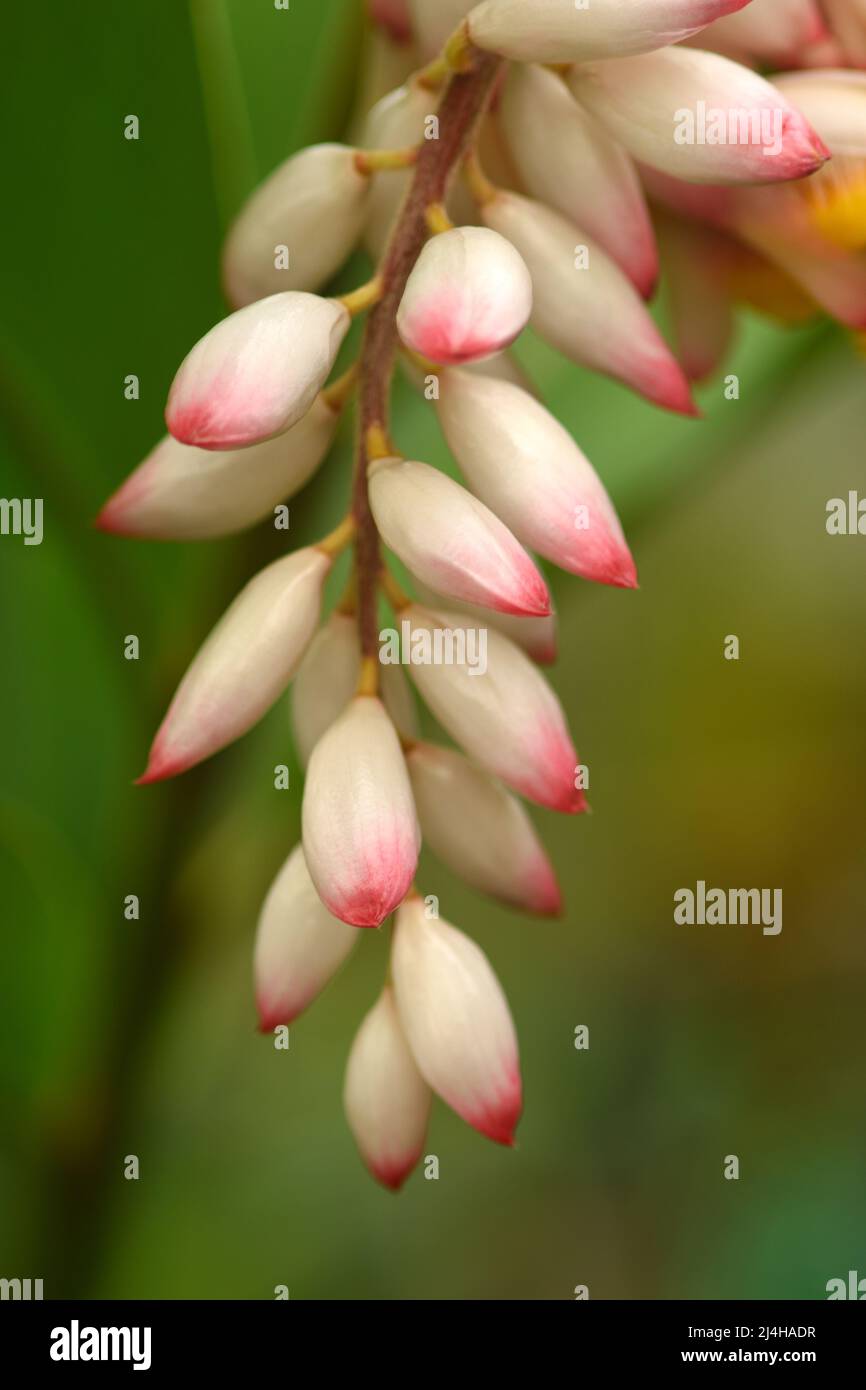 Shell/Butterfly Ginger (Alpinia zerumbet) plant flower buds. Stock Photo