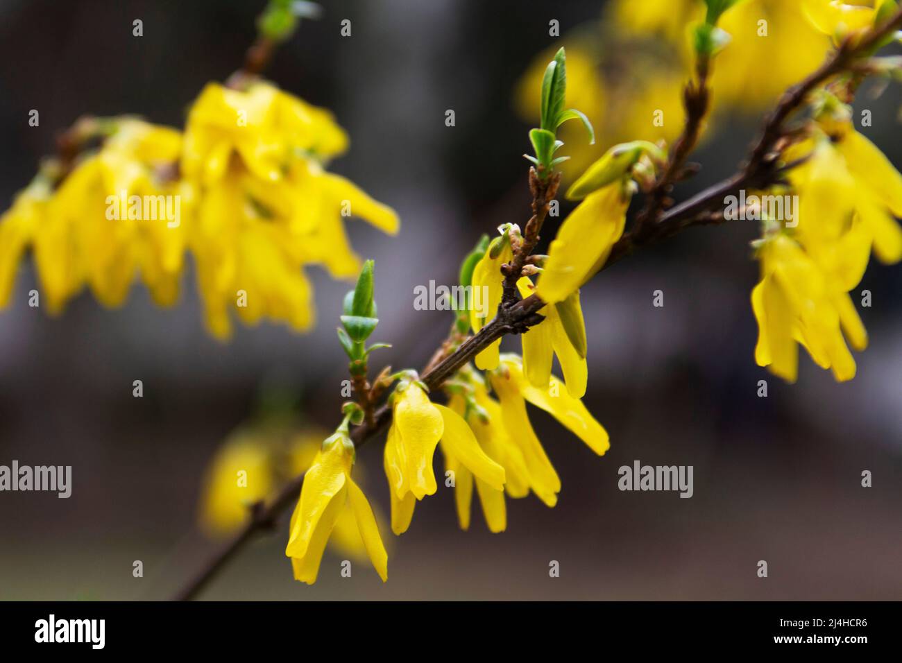 Branches of a flowering forsythia shrub in a city park. Stock Photo