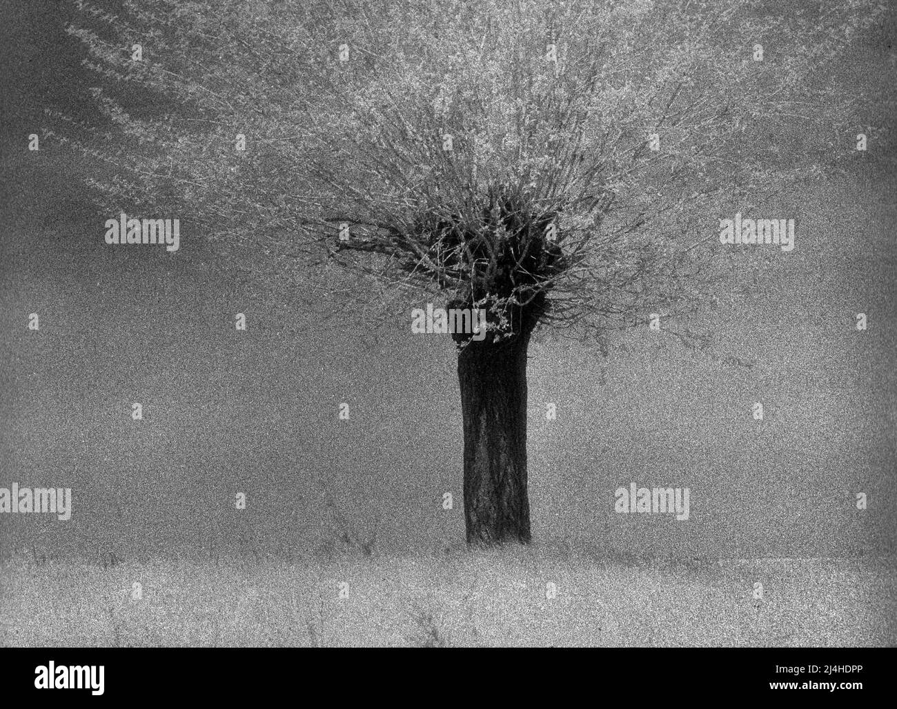 Monochrome infrared photograph of a mulberry tree in April. Scanned infrared photo from black and white negative film. Stock Photo