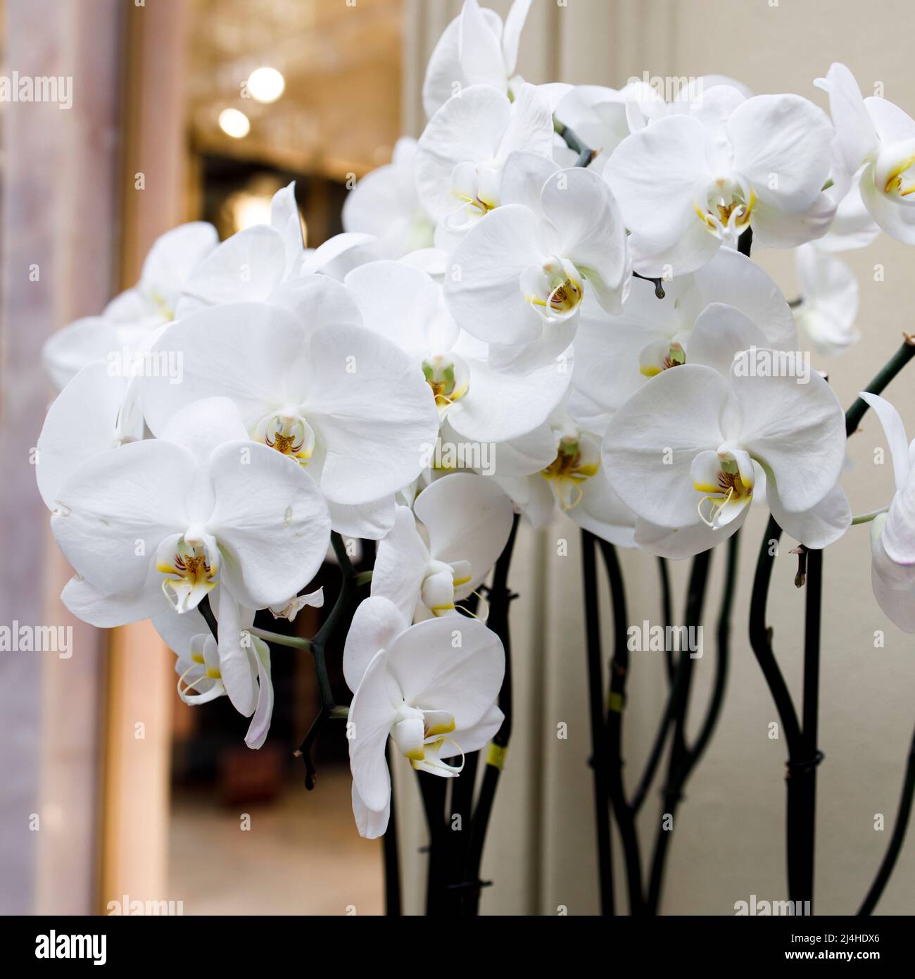 White orchid flower phalaenopsis, phalaenopsis or falah on a white background. Purple phalaenopsis flowers on the right. known as butterfly orchids. S Stock Photo