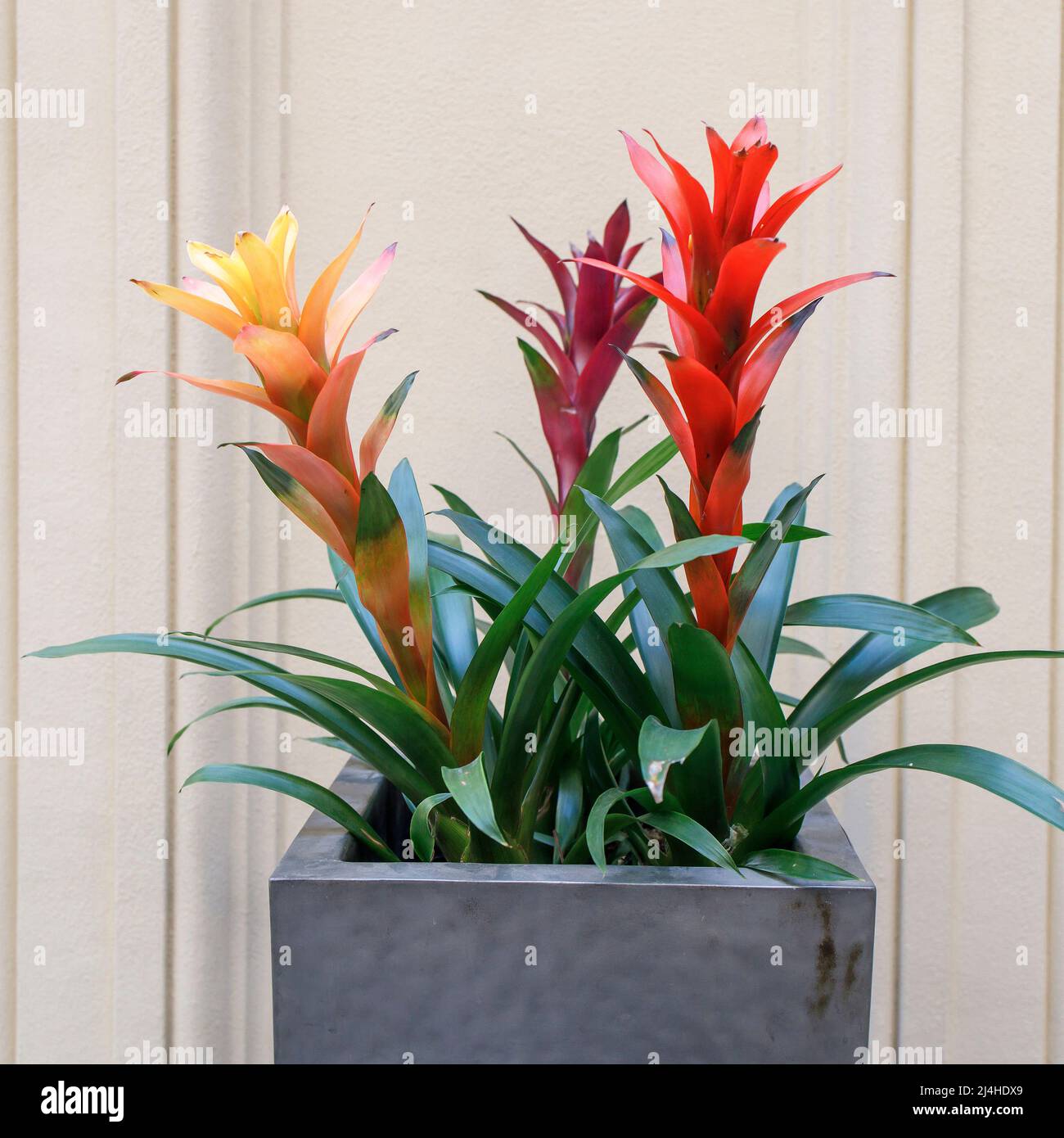Yellow and red Guzmania in a large flower pot as an interior decoration Stock Photo